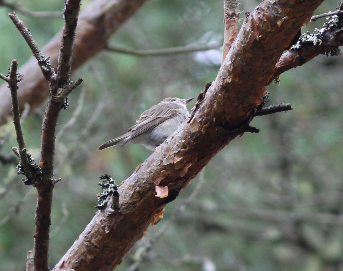 Бөртөт намнаахай - ML79830181