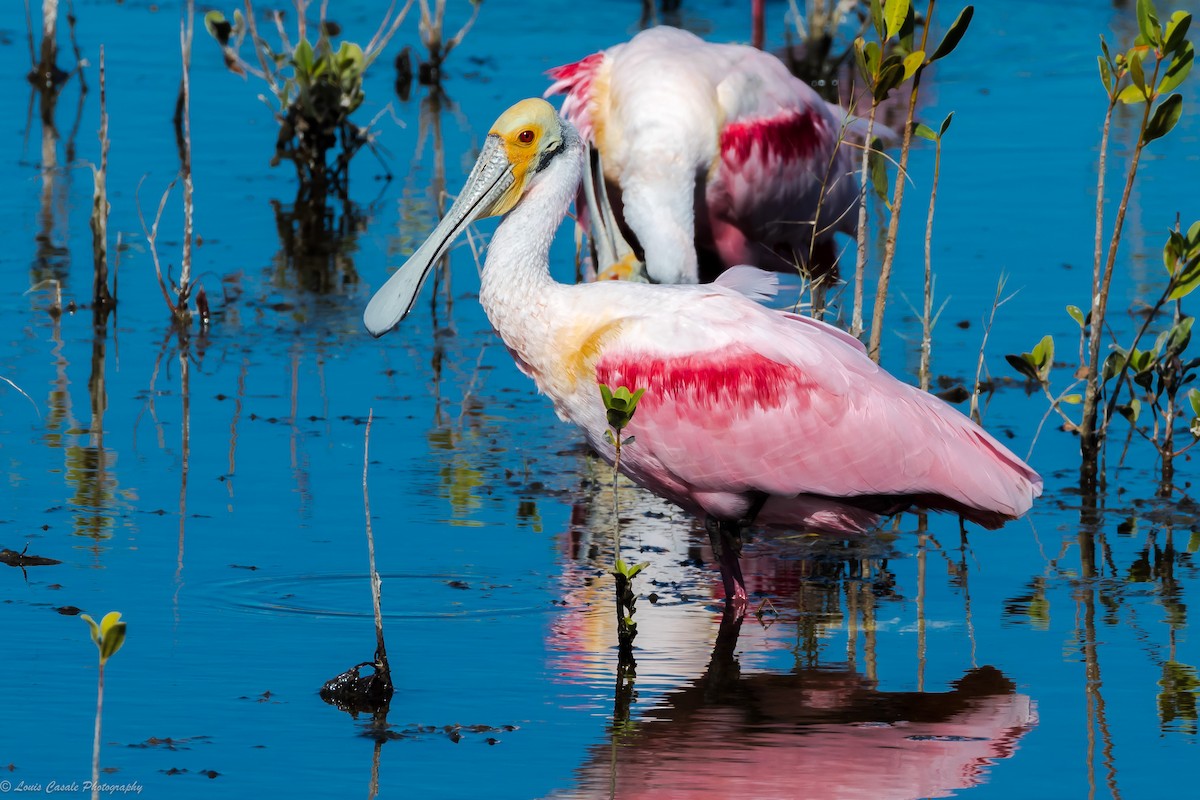 Roseate Spoonbill - ML79830591