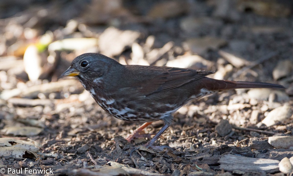 Fox Sparrow (Sooty) - Paul Fenwick