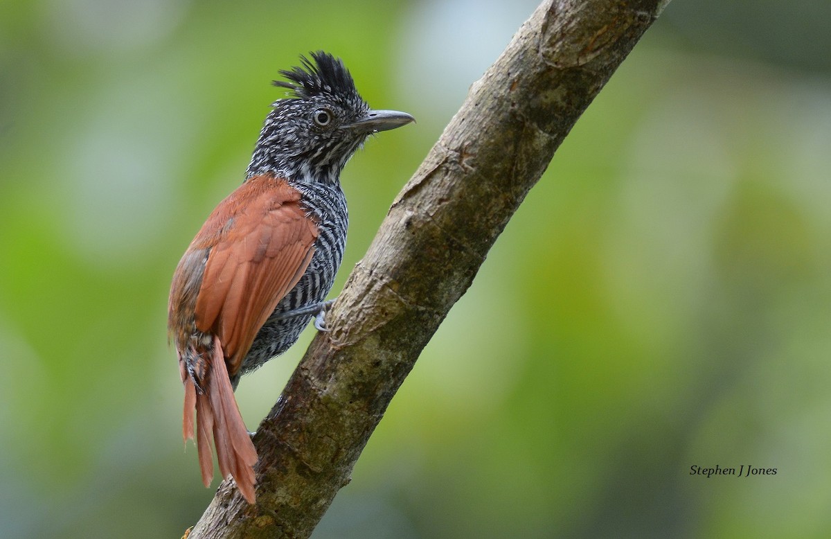 Chestnut-backed Antshrike - Stephen Jones