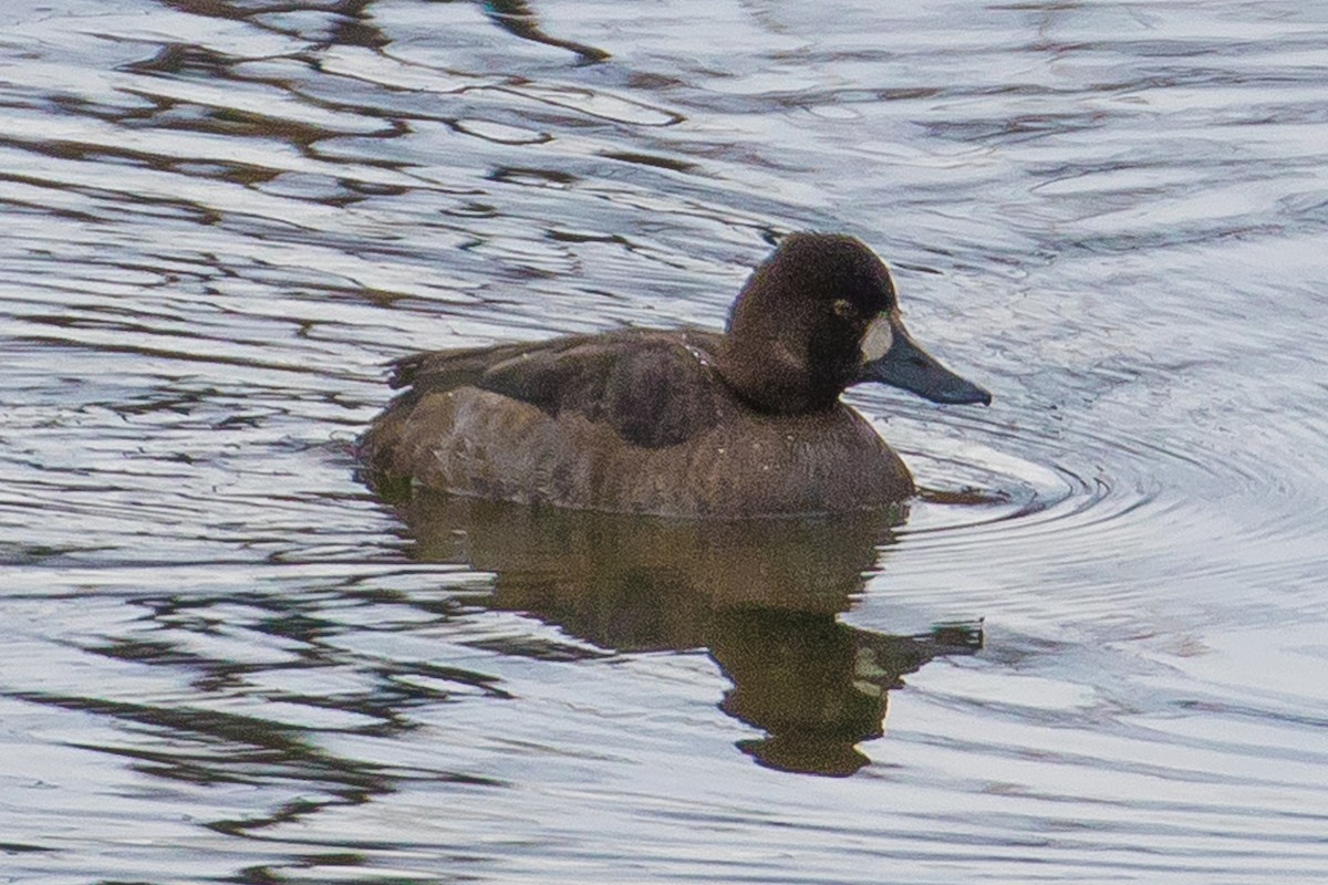 Lesser Scaup - ML79833231