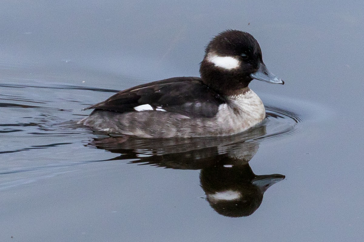 Bufflehead - ML79833281