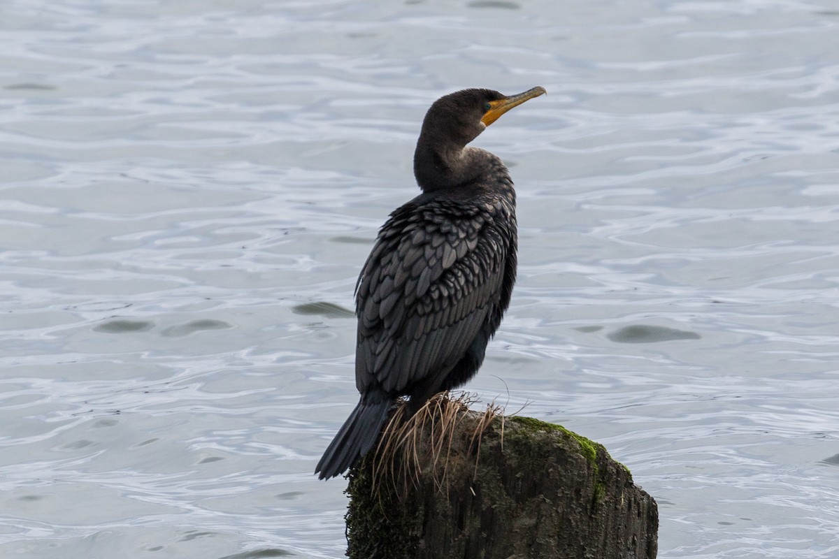 Double-crested Cormorant - ML79833541