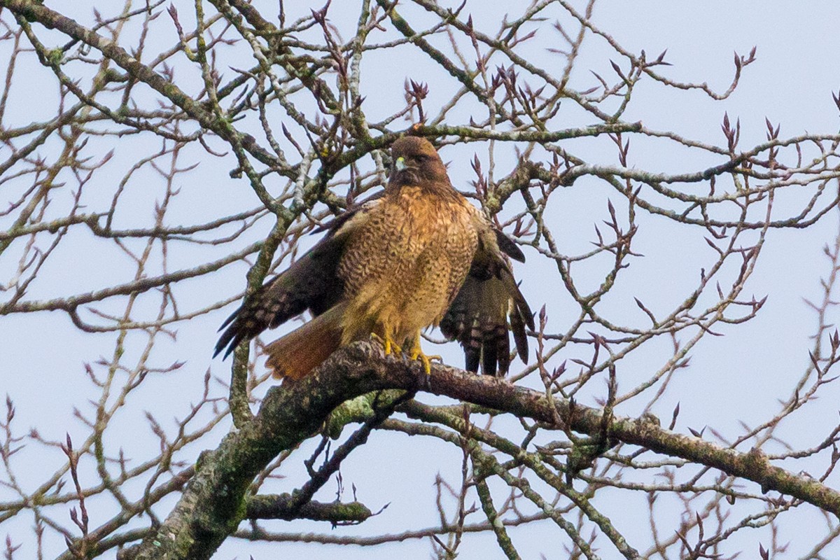 Buse à queue rousse - ML79833581