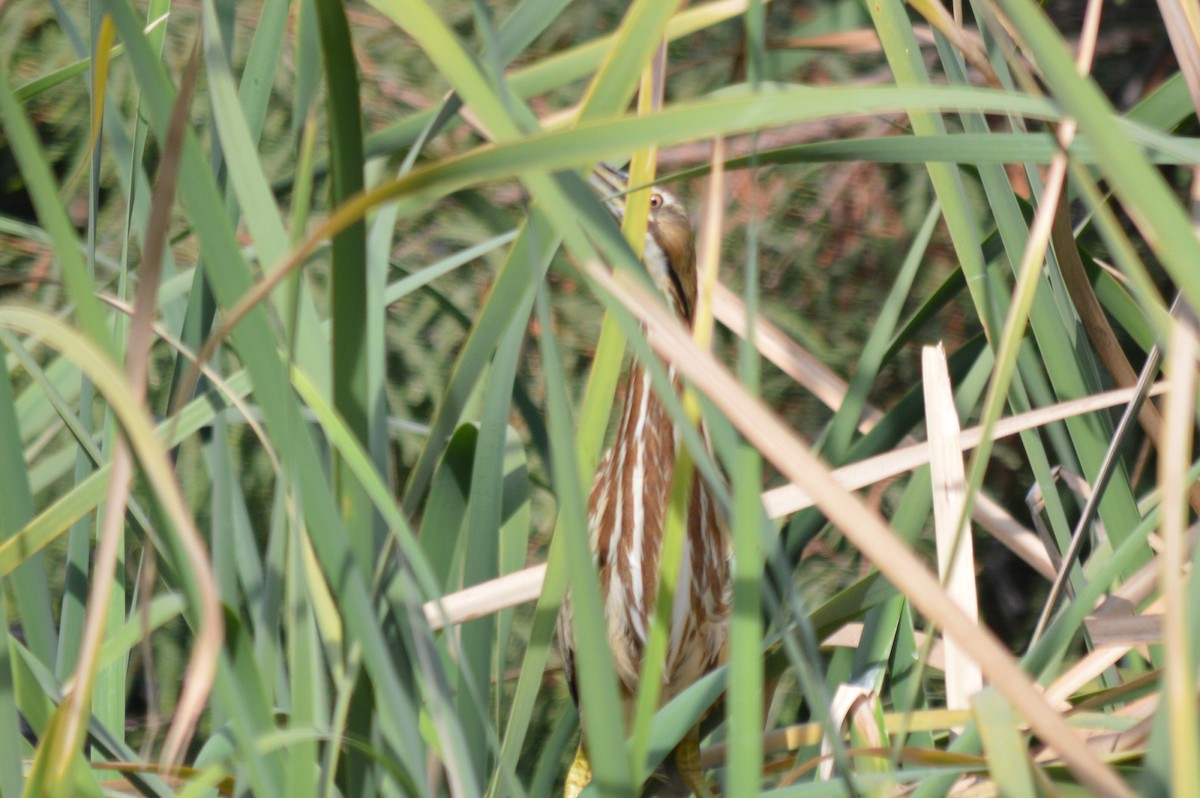 American Bittern - Carlos Mancera (Tuxtla Birding Club)