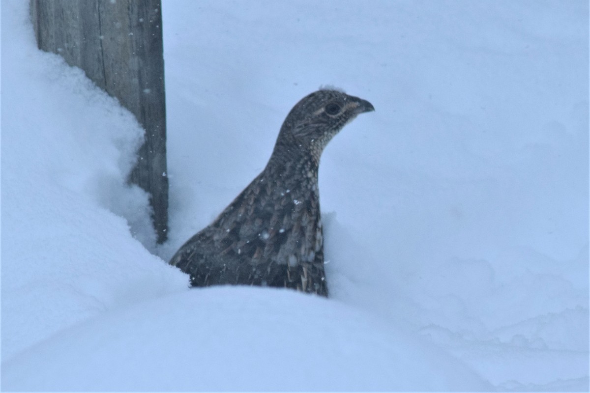 Ruffed Grouse - ML79835461