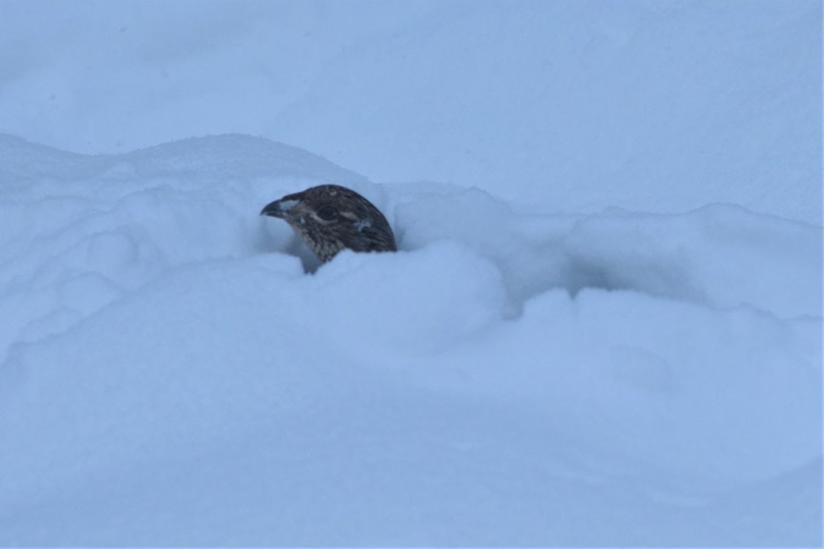 Ruffed Grouse - ML79835491