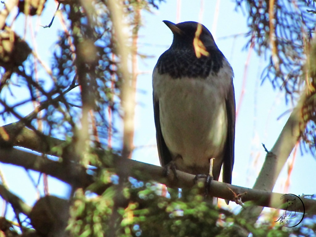 Black-throated Thrush - ML79835701