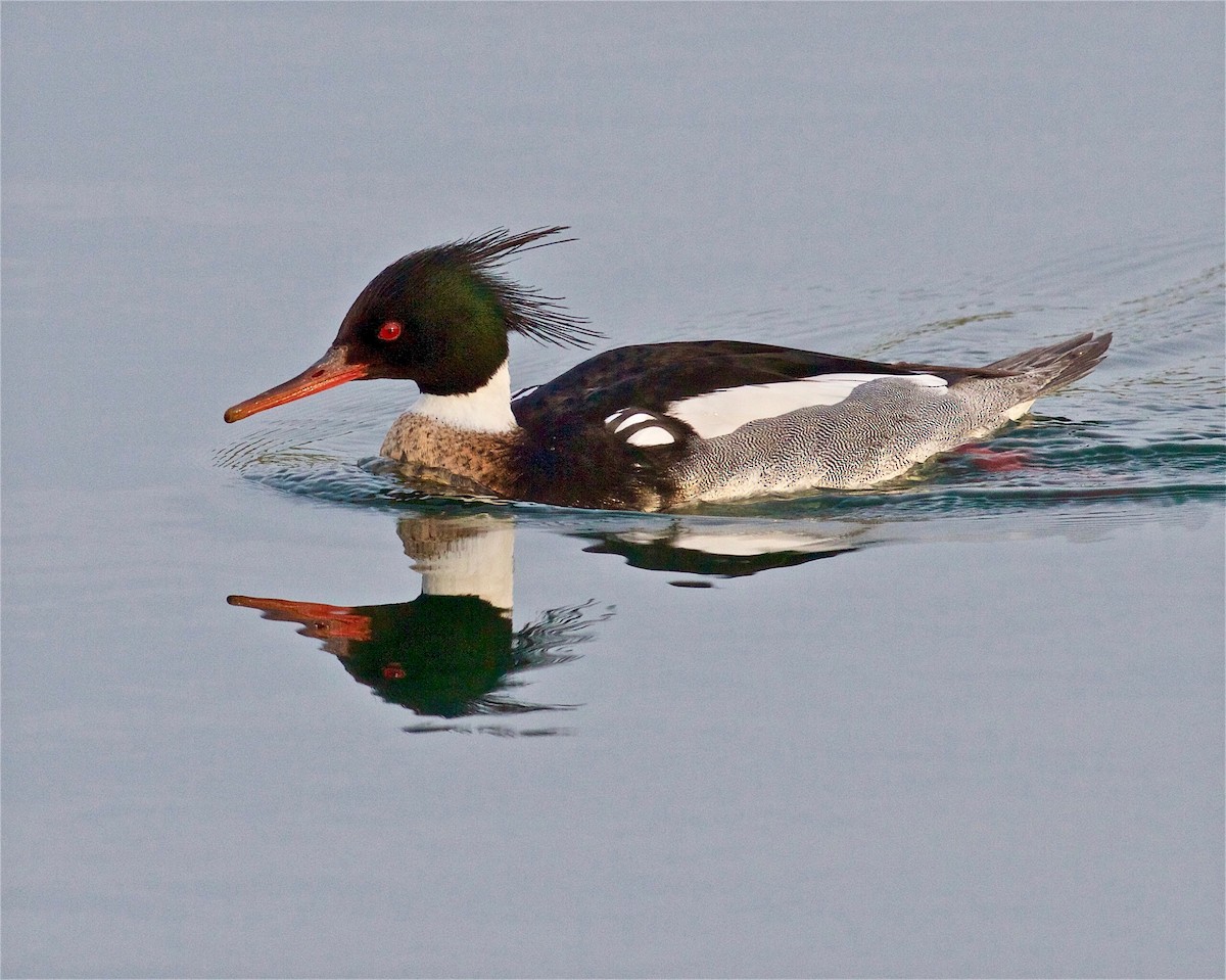 Red-breasted Merganser - ML79835851