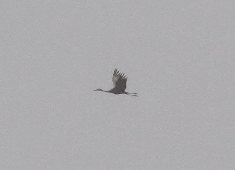 Sandhill Crane - ML79837961