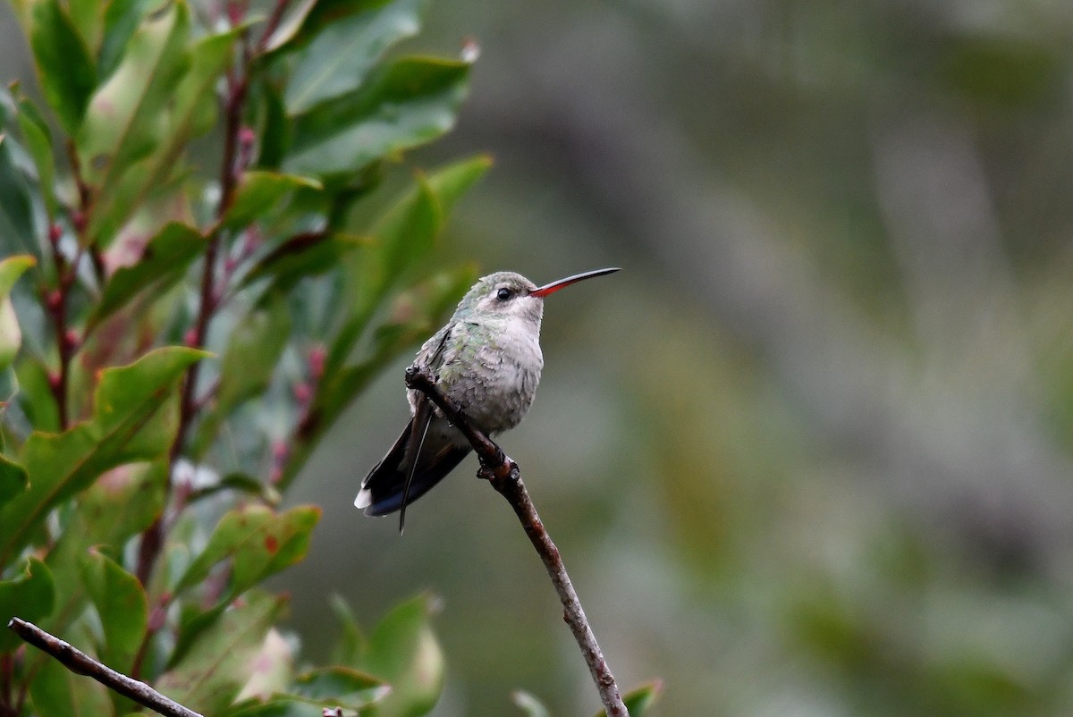 Broad-billed Hummingbird - ML79838811