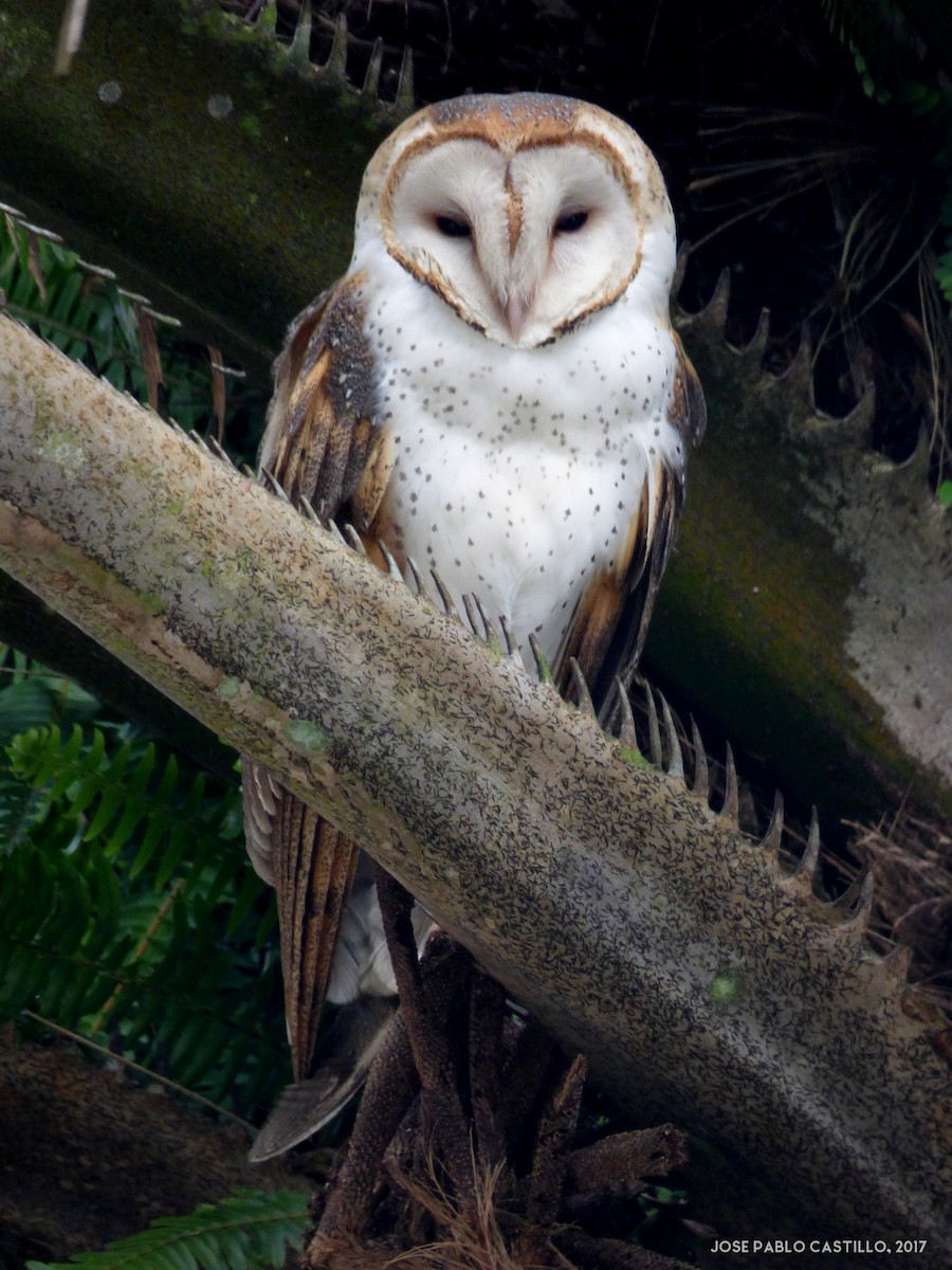 Barn Owl - ML79839601