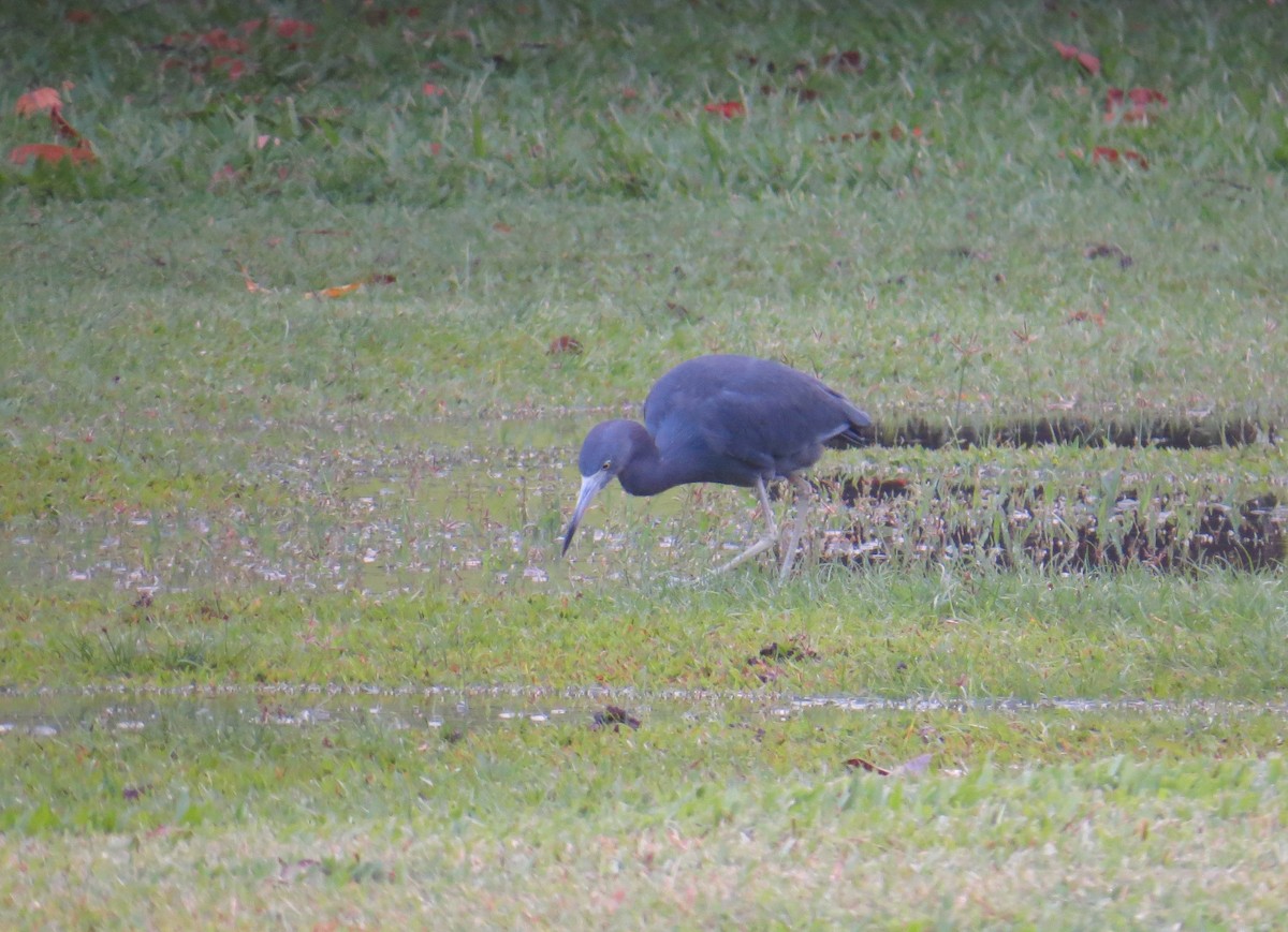 Little Blue Heron - ML79839891