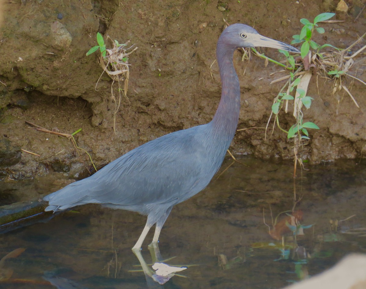 Little Blue Heron - ML79840291