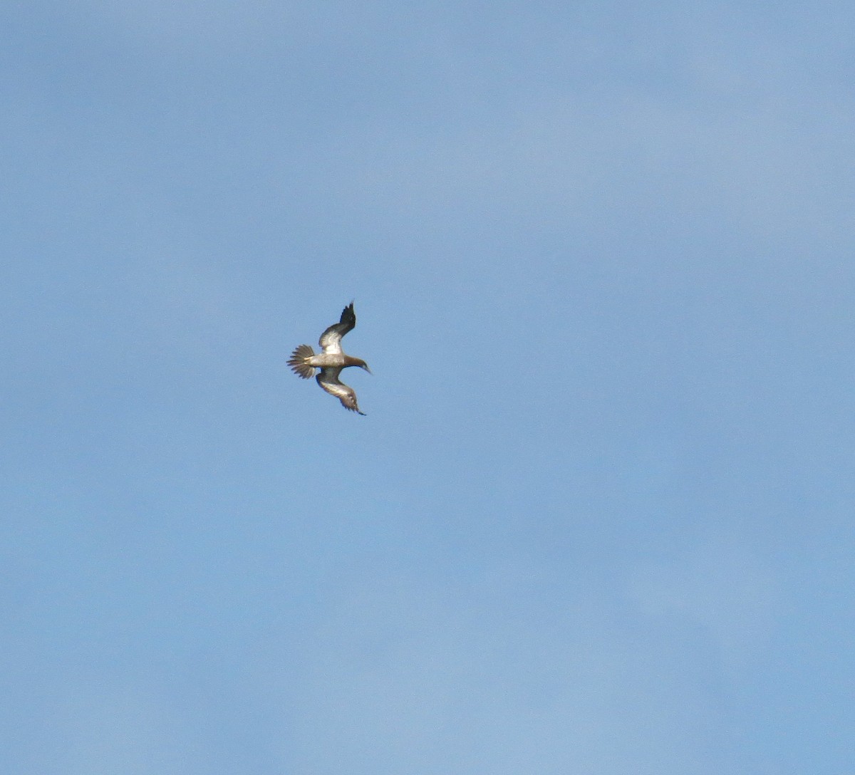 Brown Booby - ML79840531