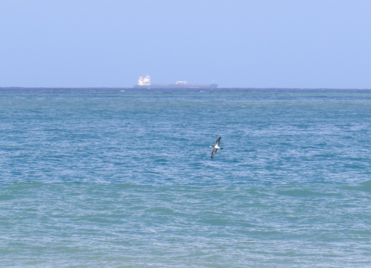 Brown Booby - ML79840591