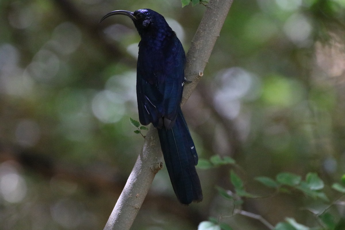 Common Scimitarbill - Bez Bezuidenhout