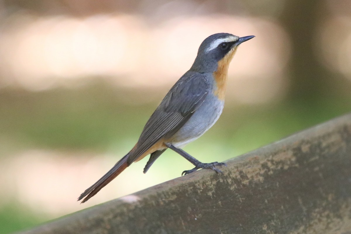 Cape Robin-Chat - ML79841641