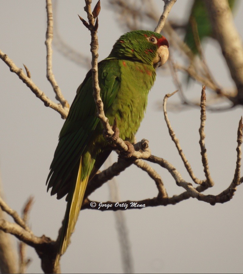 Mitred Parakeet - ML79842601