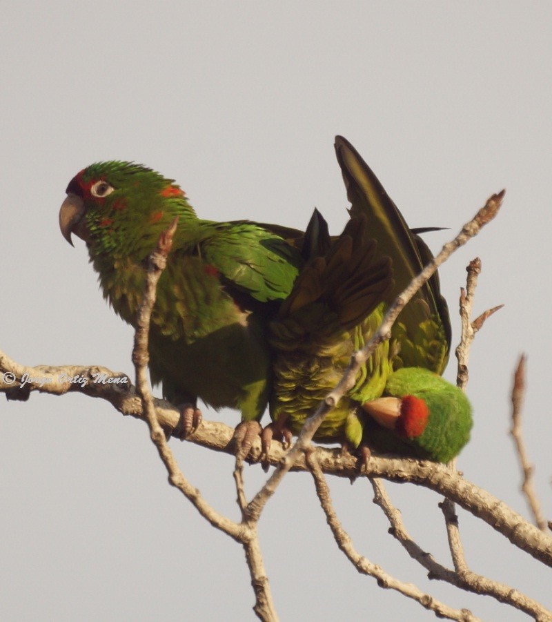 Conure mitrée - ML79842681