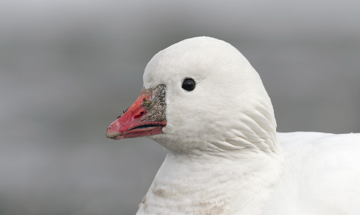 Ross's Goose - ML79843621