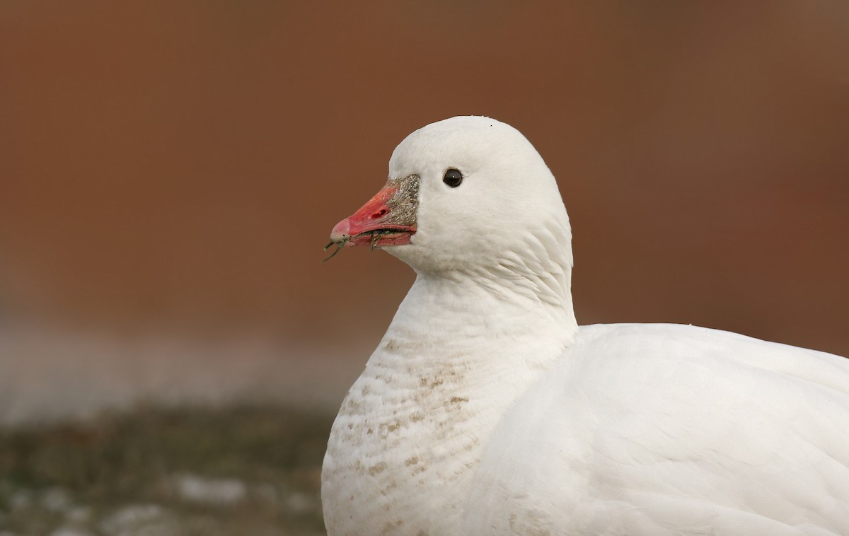 Ross's Goose - ML79843691