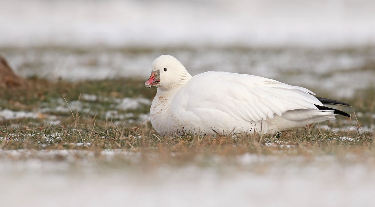 Ross's Goose - Ryan Schain