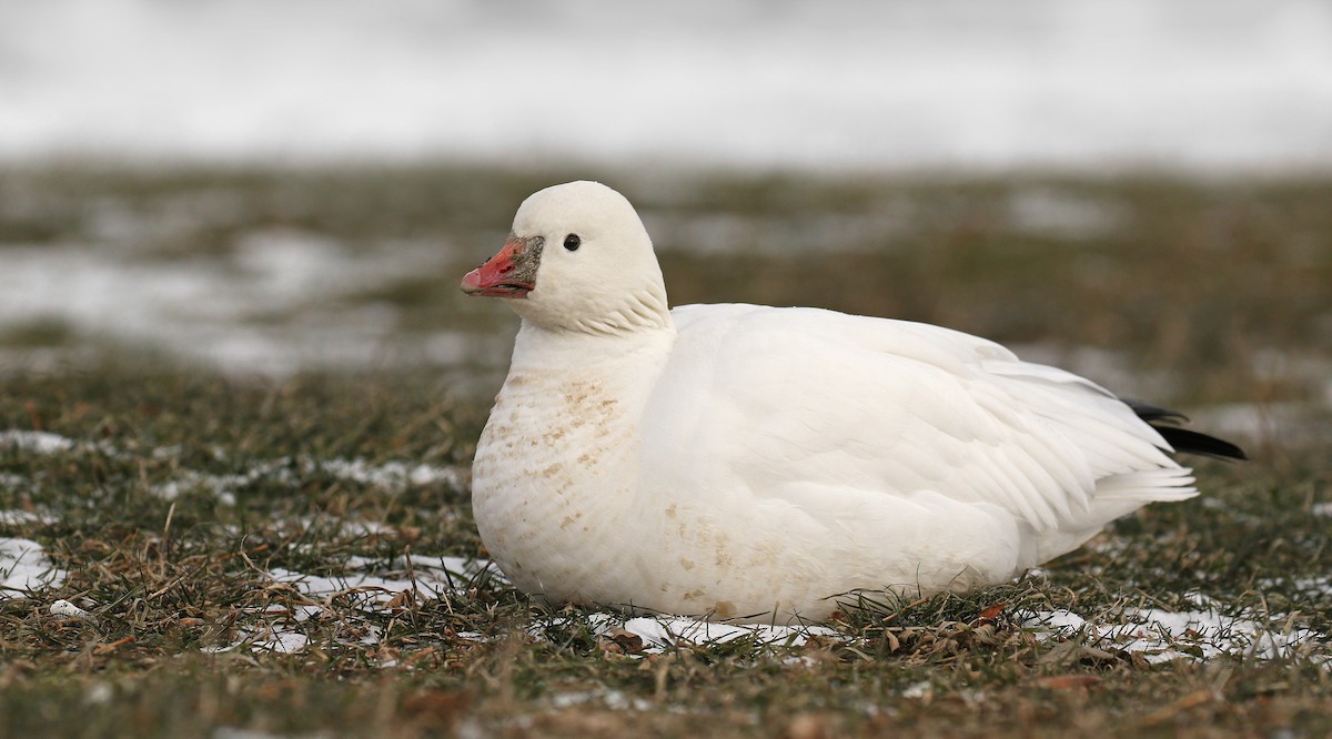 Ross's Goose - ML79843851