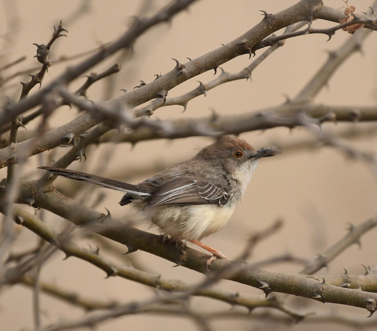 Red-fronted Prinia - Theresa Bucher