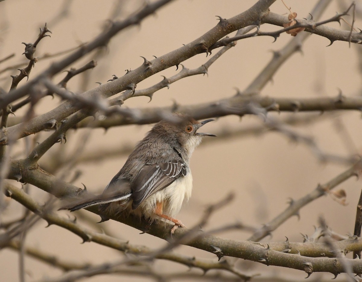 Red-fronted Prinia - Theresa Bucher