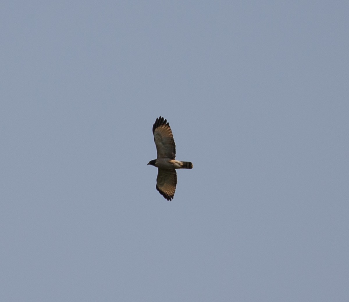 Roadside Hawk - ML79845171