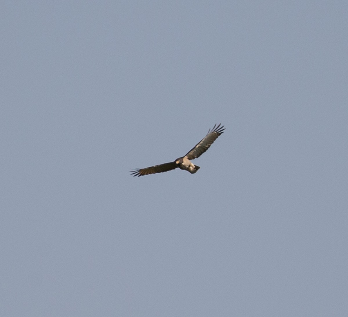 Roadside Hawk - Meg Barron