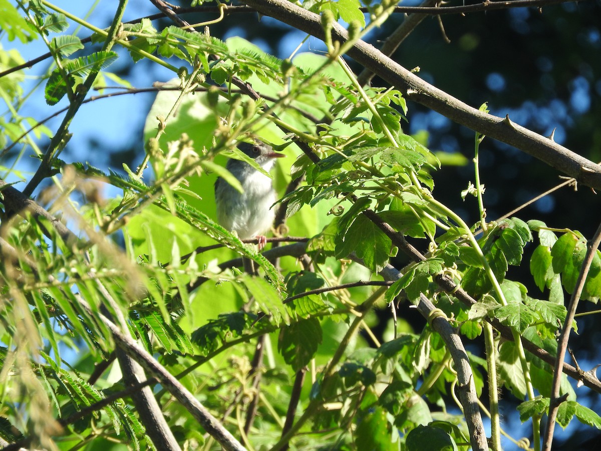 Pearly-vented Tody-Tyrant - ML79845671