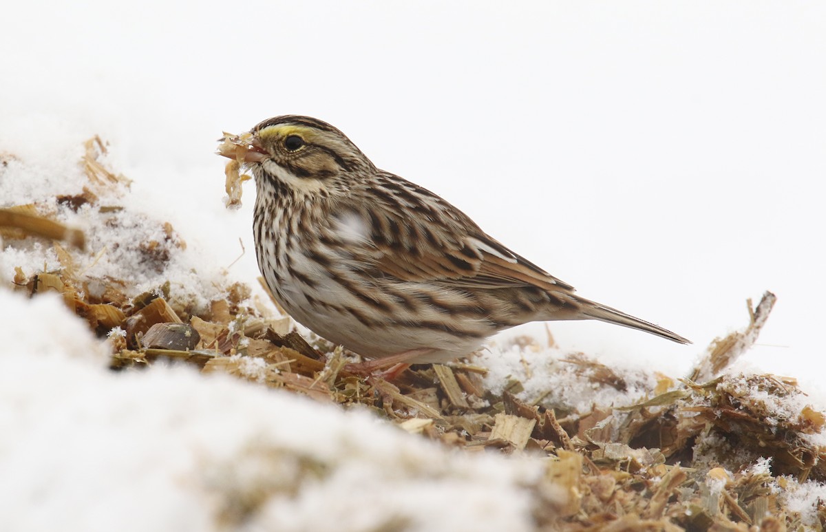 Savannah Sparrow - ML79845871