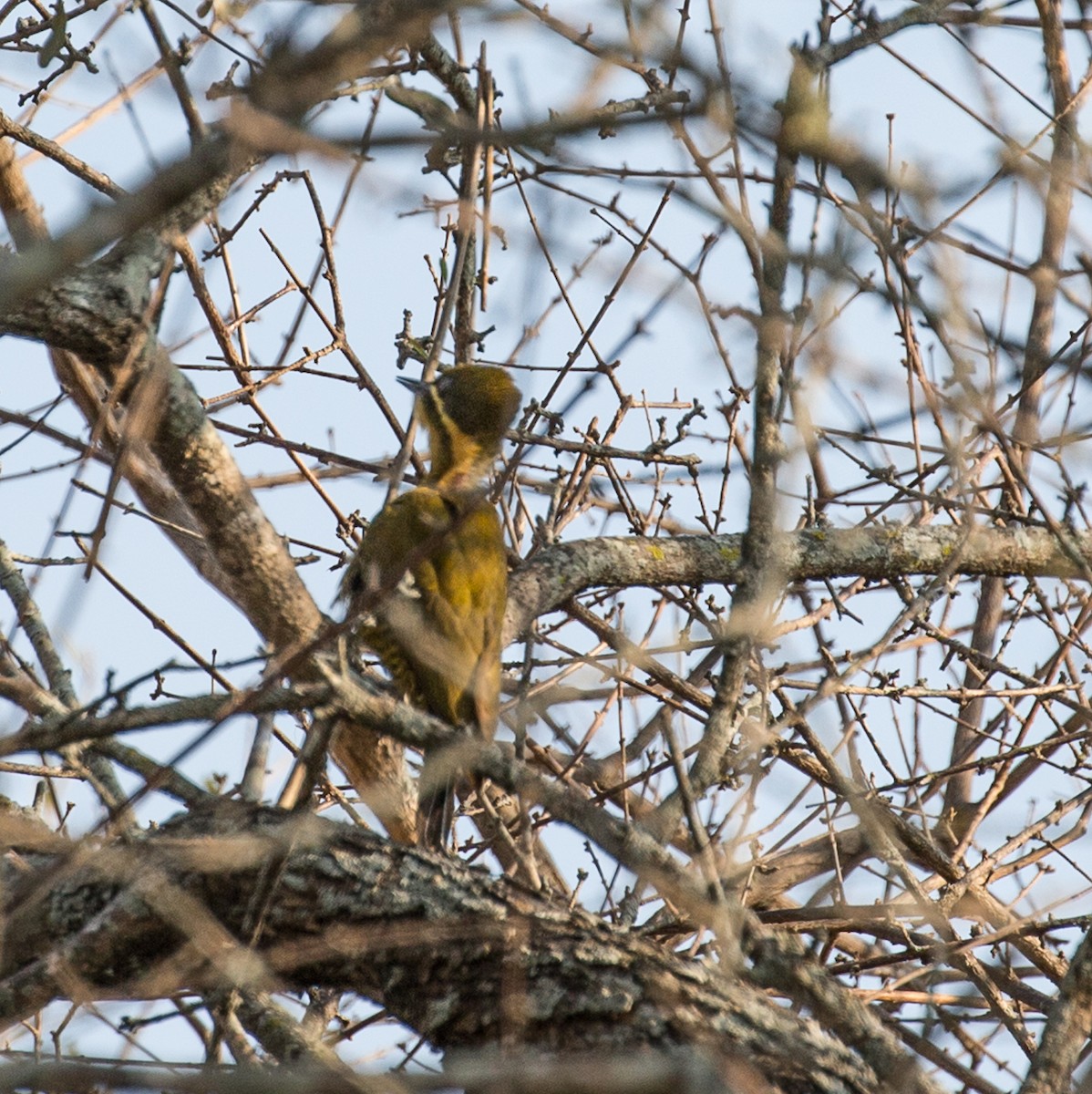 Golden-green Woodpecker - ML79845891