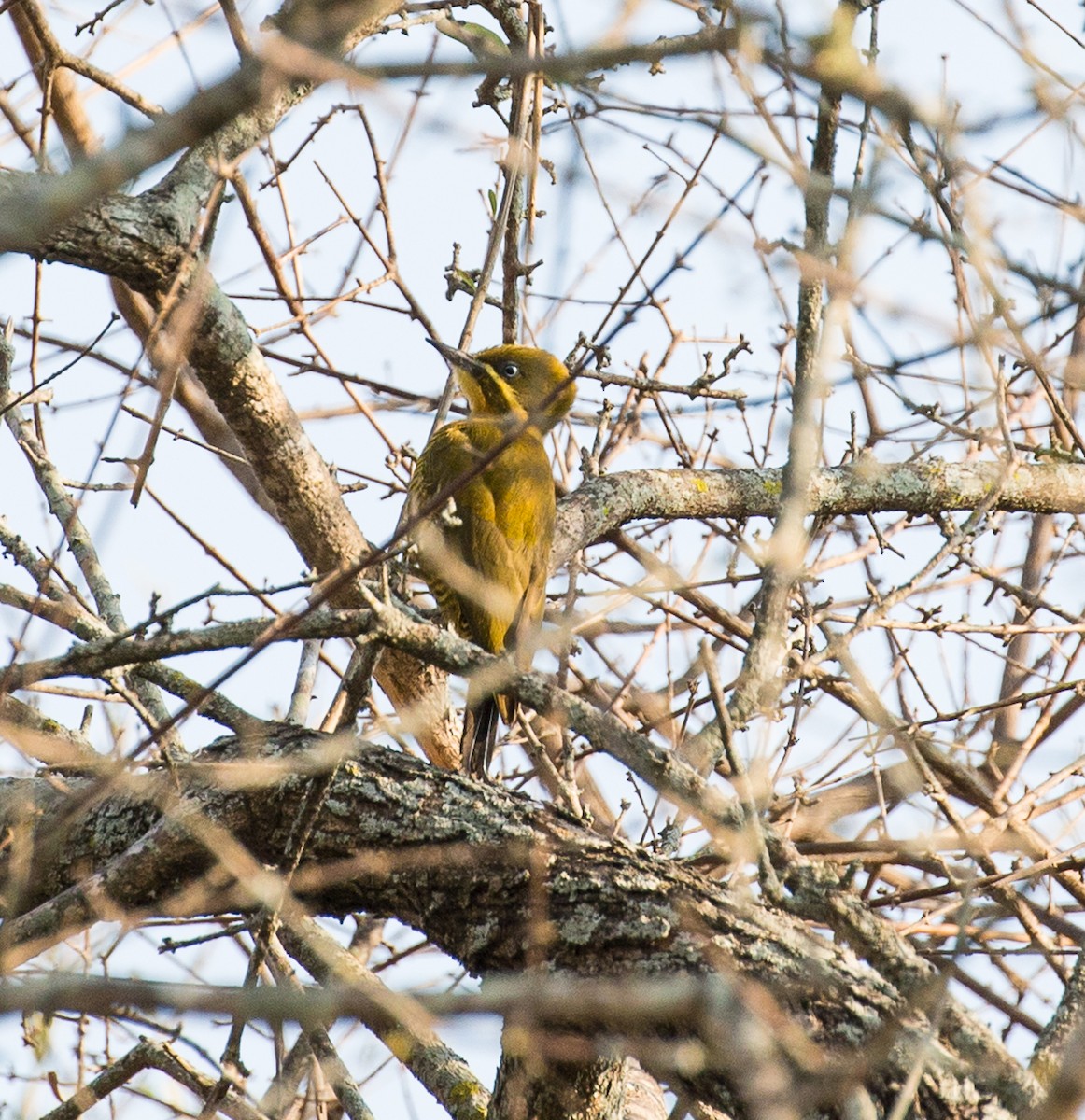 Golden-green Woodpecker - ML79845921