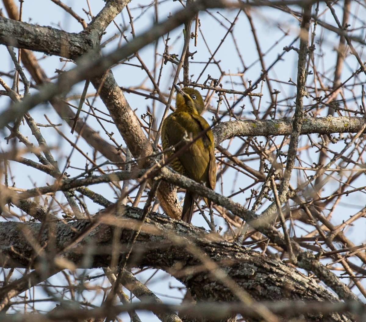 Golden-green Woodpecker - ML79845931