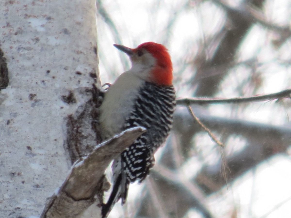 Red-bellied Woodpecker - Ted Cheskey