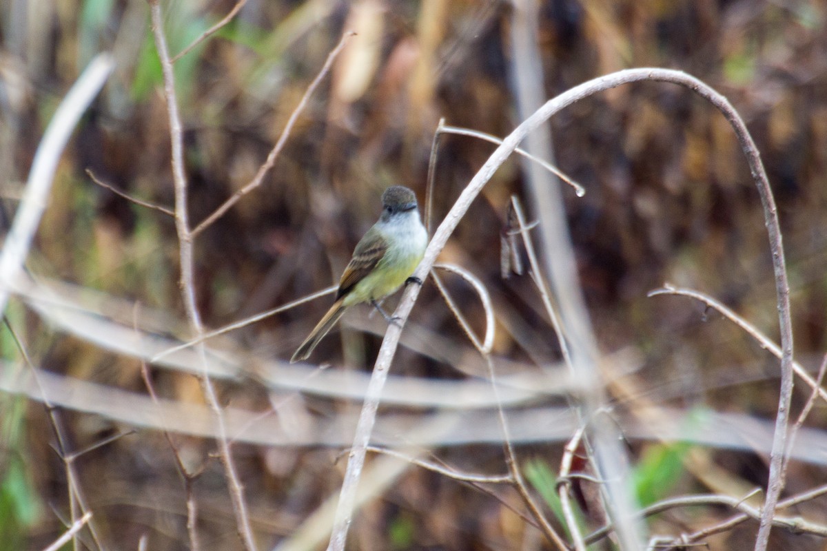 Dusky-capped Flycatcher - ML79847041
