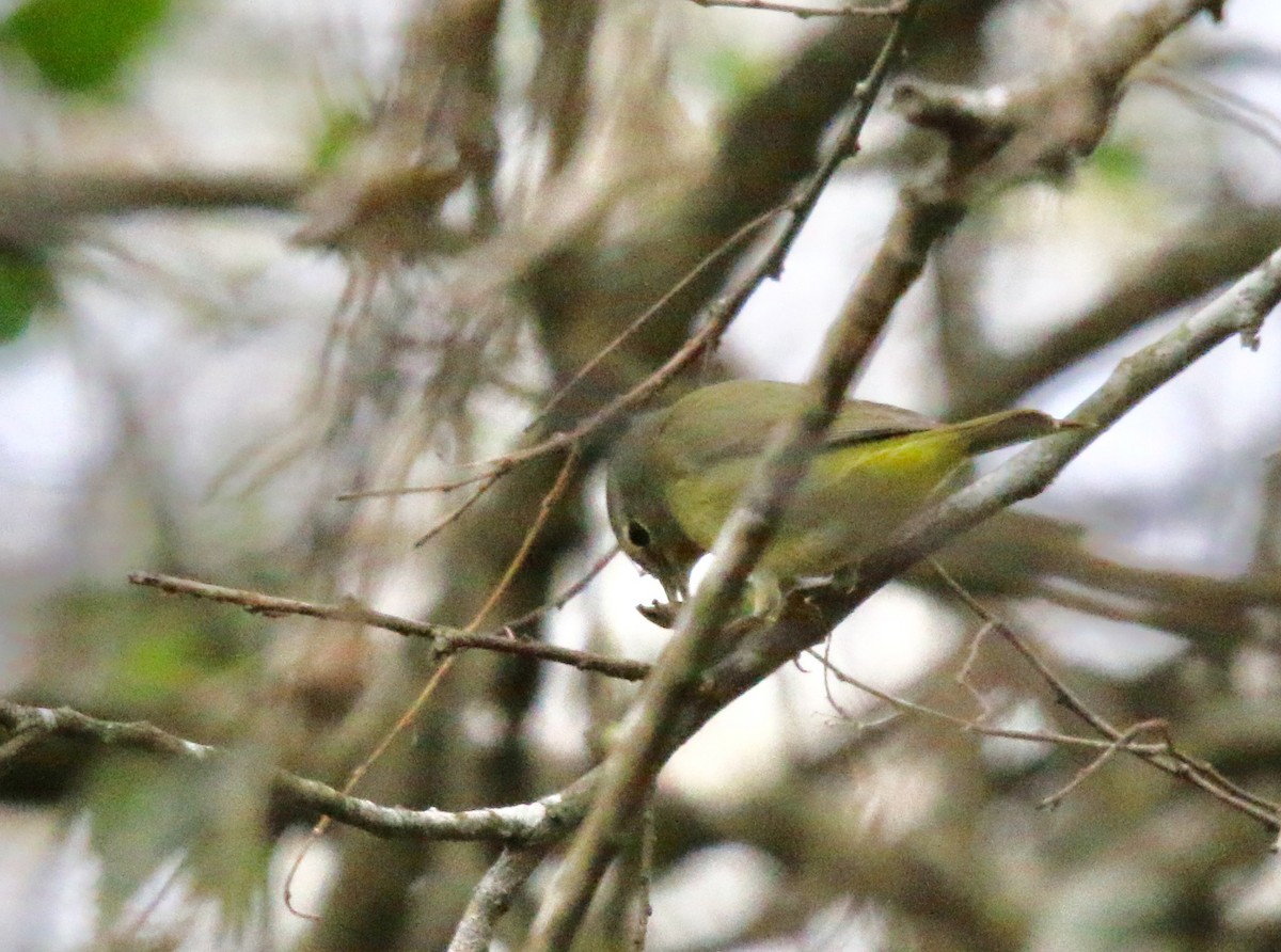 Orange-crowned Warbler - ML79847651