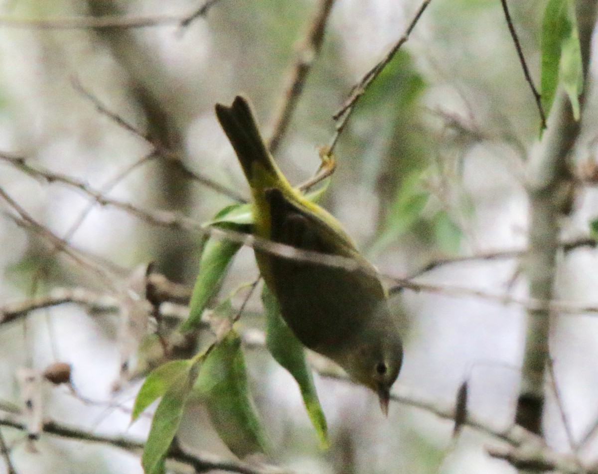 Orange-crowned Warbler - ML79847661