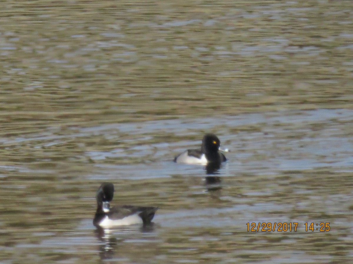 Ring-necked Duck - ML79849071