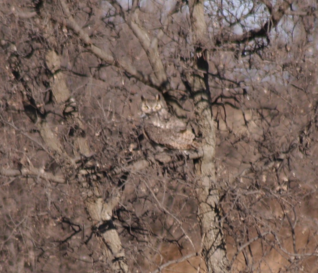 Great Horned Owl - ML79850061