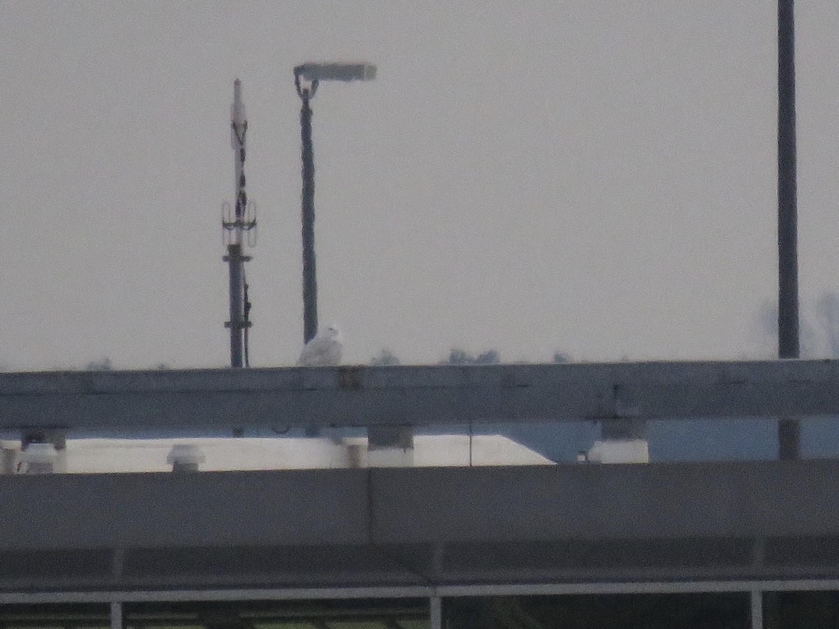 Snowy Owl - ML79850611