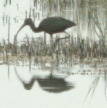 ibis americký - ML79852811