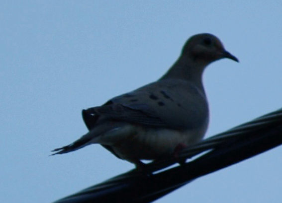 Mourning Dove - ML79852961