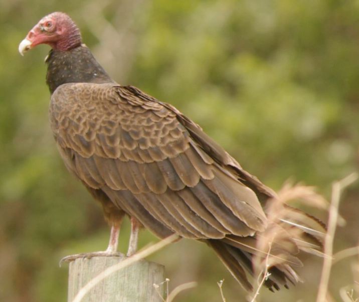 Urubu à tête rouge - ML79853541