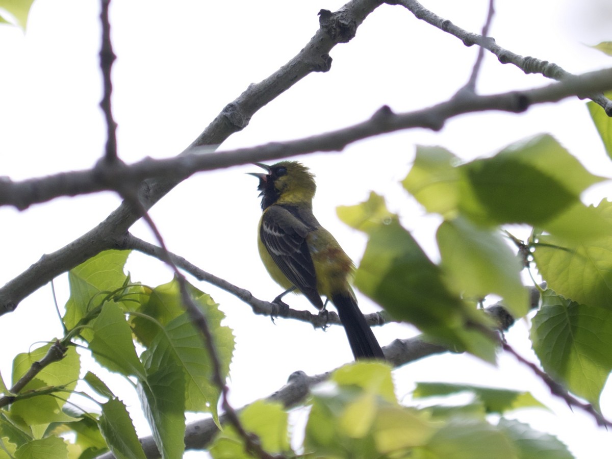 Orchard Oriole - ML79853561