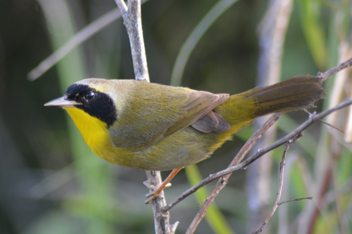 Bahama Yellowthroat - ML79854251