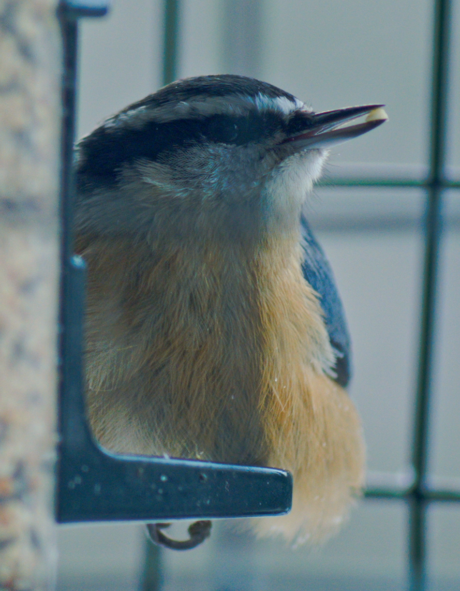 Red-breasted Nuthatch - Trevor Rogers